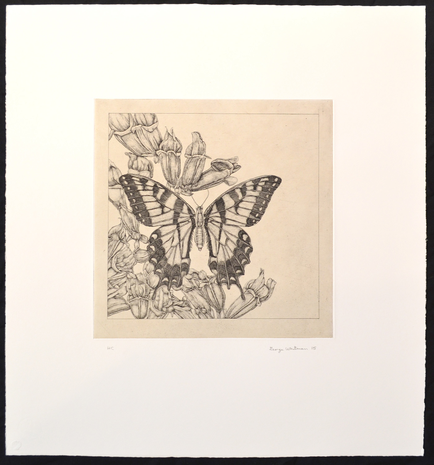 untitled (butterfly 1) by George Whitman