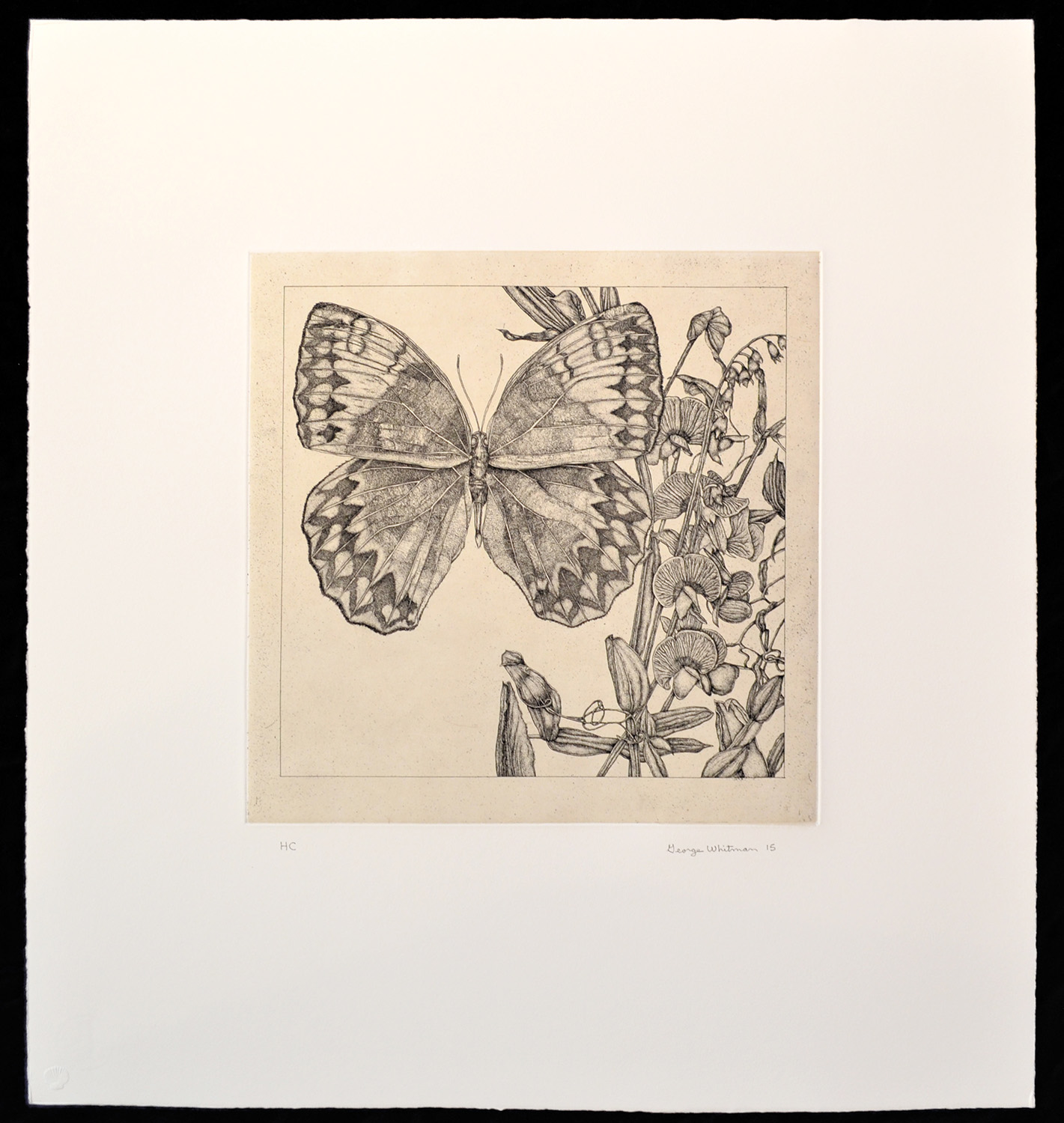 untitled (butterfly 3) by George Whitman