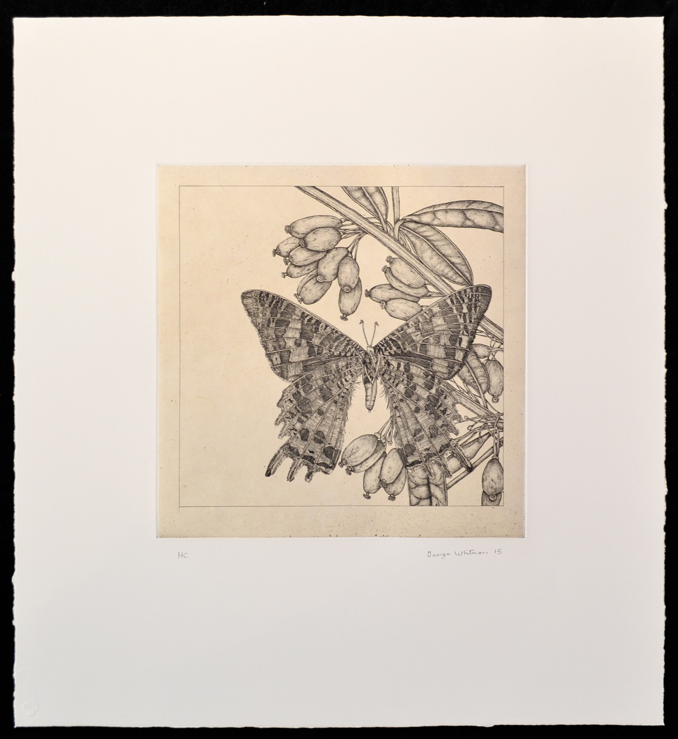 untitled (butterfly 4) by George Whitman