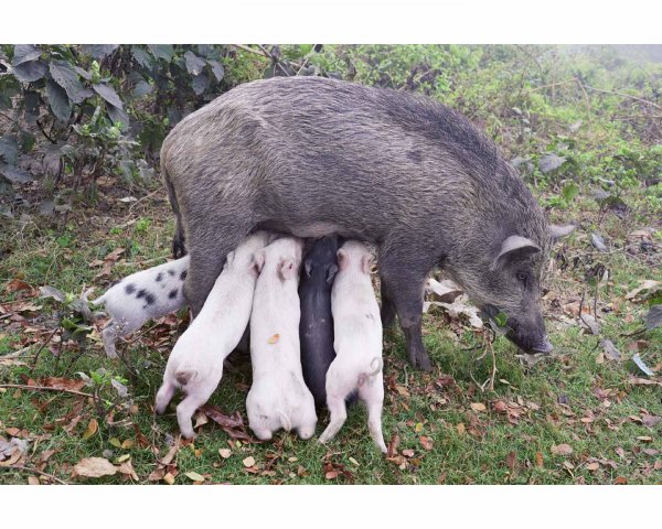 Wildschweinmutter, Kolkata, India, 2014 by Juergen Teller