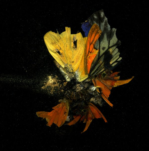 Insecticide 13 by Mat Collishaw