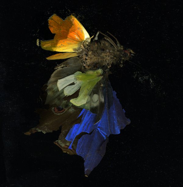 Insecticide 15 by Mat Collishaw