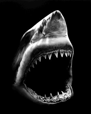 Untitled (shark 5) by Robert Longo