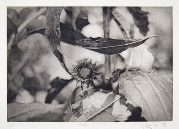 Thistle by Jonathan Higgins