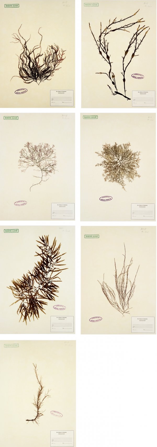 Herbarium (suite Of 7 Images) by Mark Dion