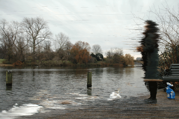 Feeding Ducks. Gulls, Pigeons And Swans by Hyo Myoung Kim