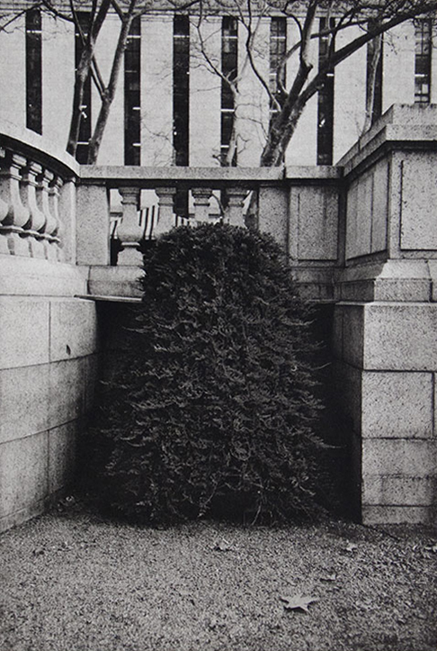 Shrub 2 by Philip Van Keuren