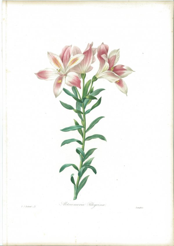 Alstroemeria Pelegrina by Pierre-Joseph Redouté