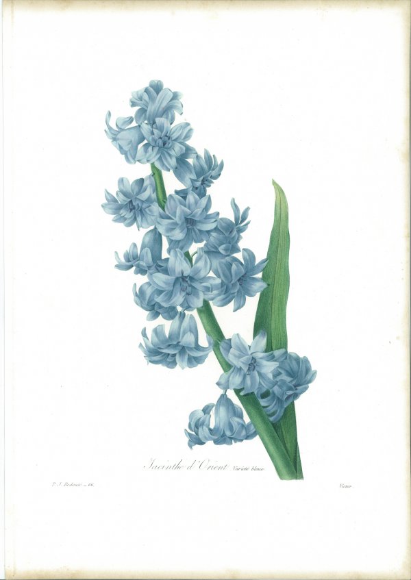 Jacinthe D’orient (variété Bleue) by Pierre-Joseph Redouté