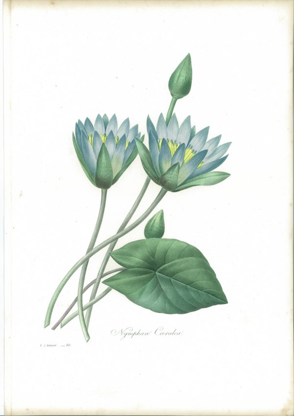 Nymphæa Cærulea by Pierre-Joseph Redouté