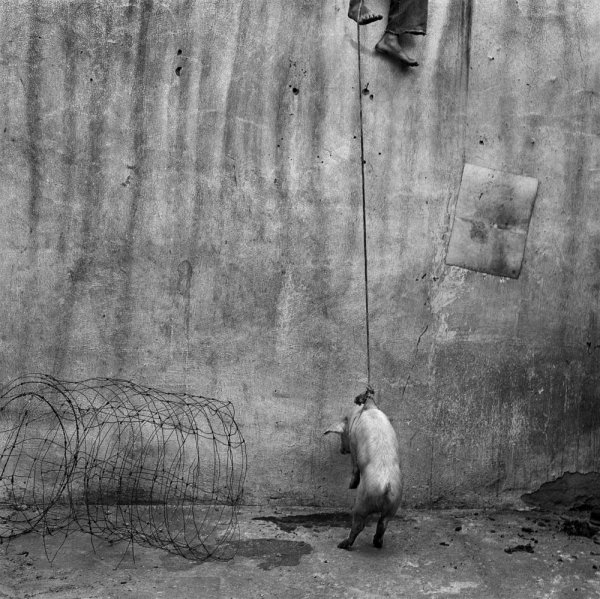 The Hanging Pig by Roger Ballen