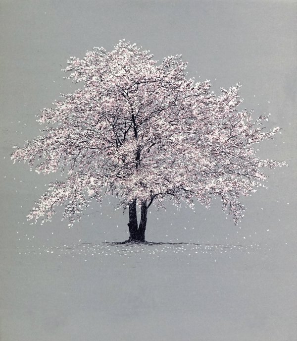 Cherry Blossom by Tokuro Sakamoto