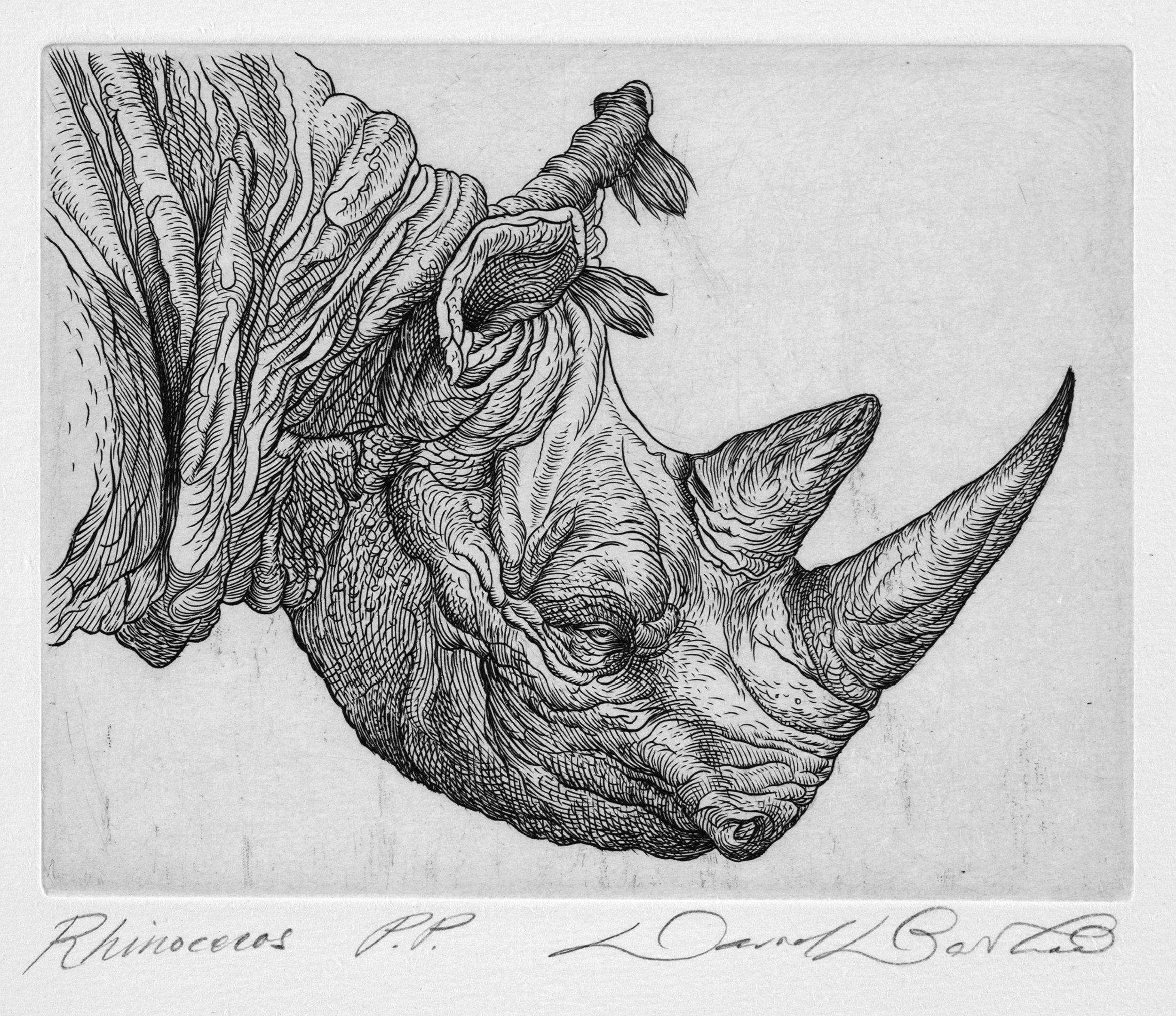 Rhinoceros by David Barthold