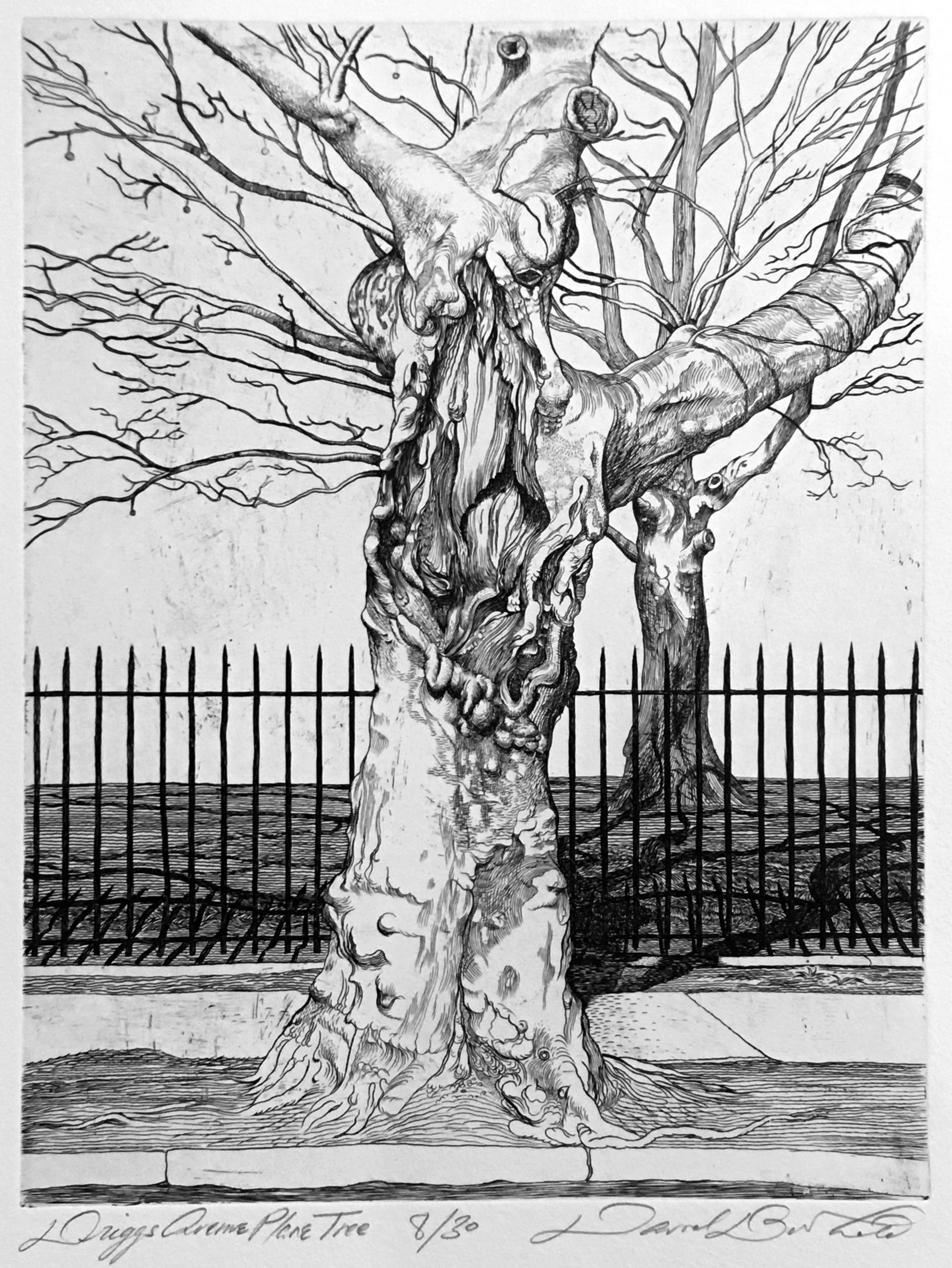 Driggs Ave Plane Tree by David Barthold