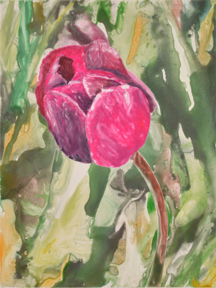 Pink Tulip 5 by Sari Davidson