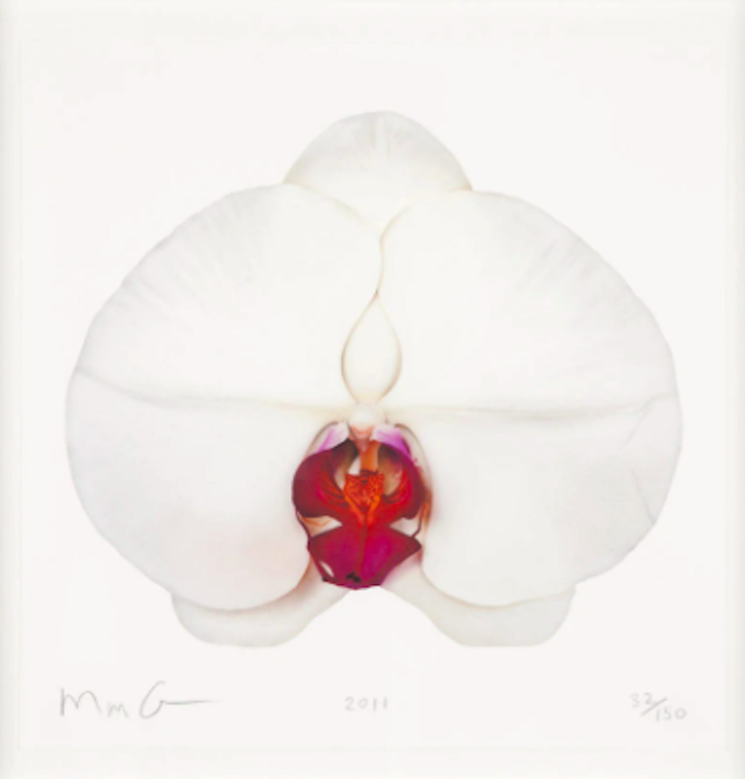 White Orchid by Marc Quinn