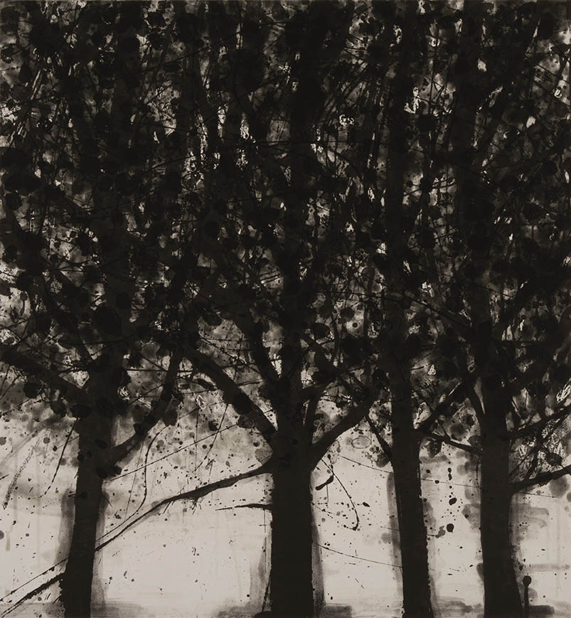 Maples (B&W) by Katherine Bowling