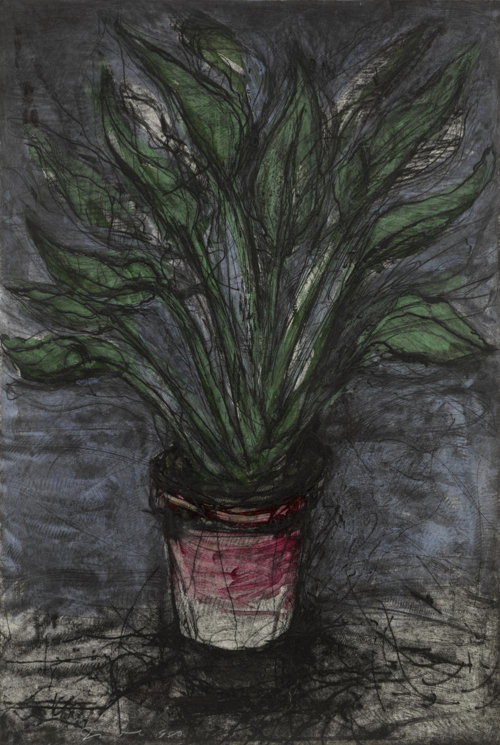 A Well Painted Strelitzia (D’O & F. 73) by Jim Dine