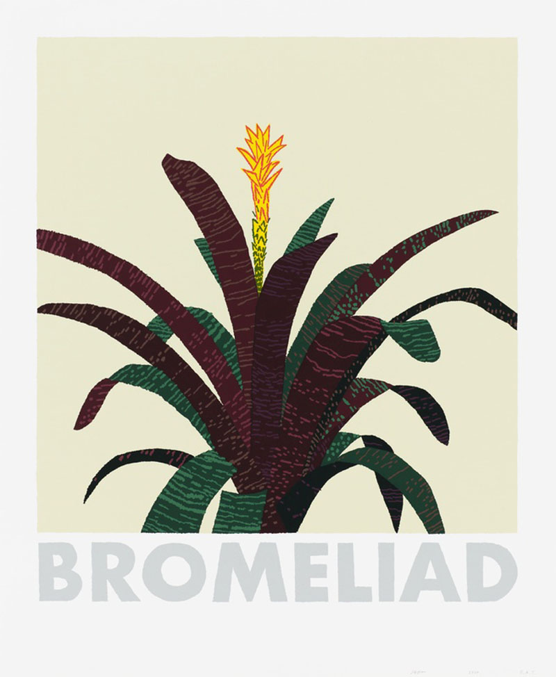 Bromeliad by Jonas Wood