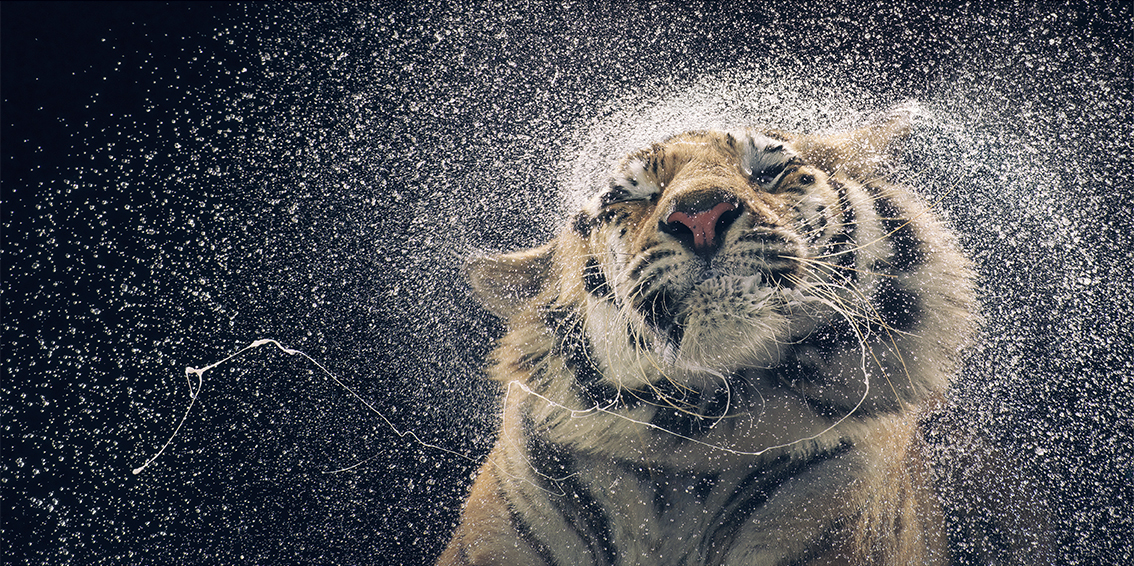 Kanja Shaking by Tim Flach