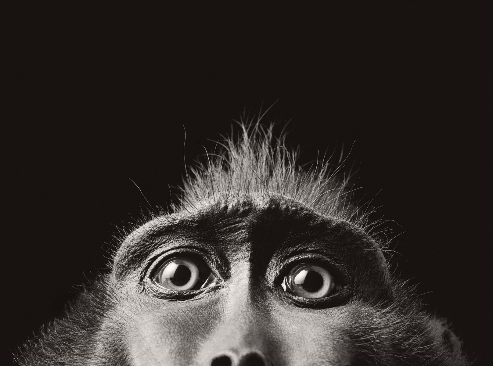 Monkey Eyes by Tim Flach