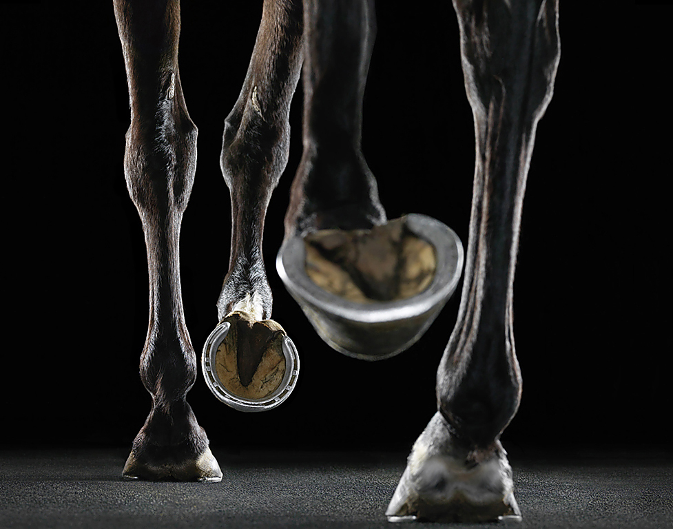 Newmarket Treadmill by Tim Flach