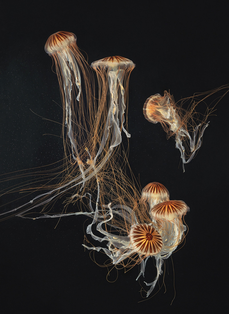 Japanese Sea Nettles II by Tim Flach