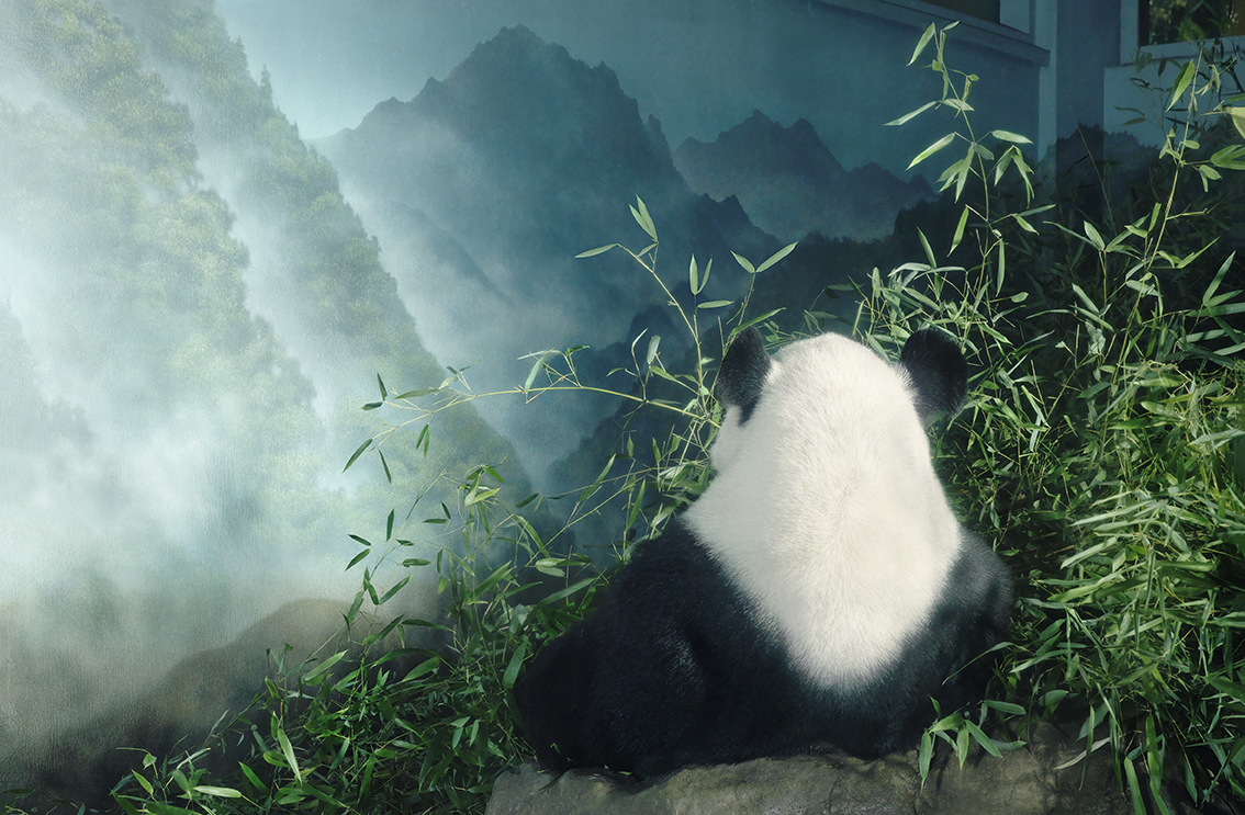 Giant Panda in Den by Tim Flach