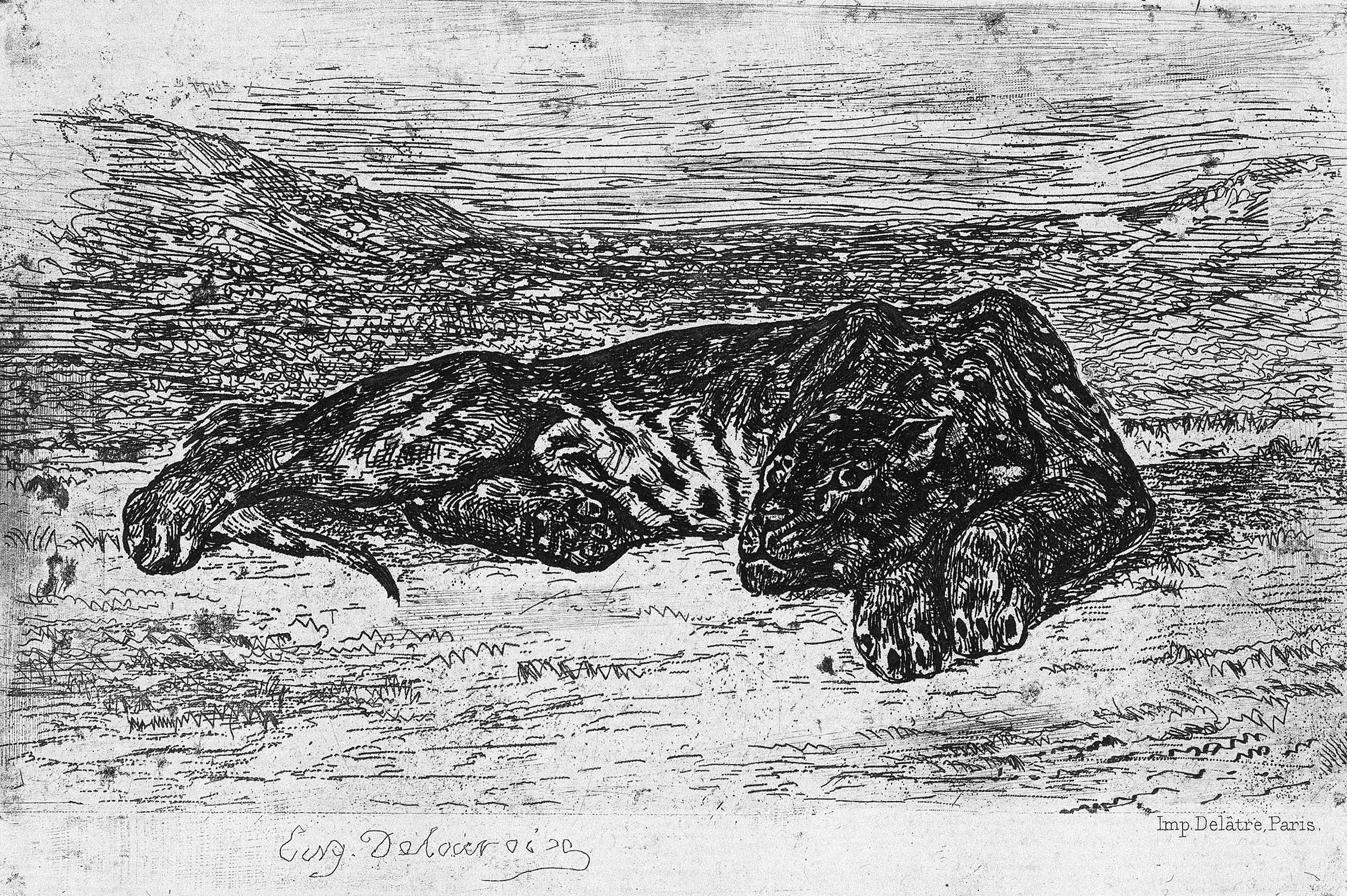 Tigre couché dans le désert (Tiger lying in the desert) by Eugène Delacroix