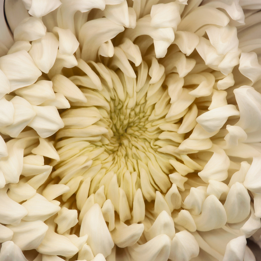 Chrysanthemum by Neil Seth Levine