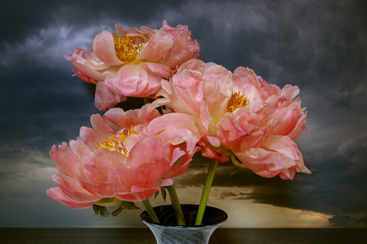 Coral Peonies Northumberland Strait by Vaughn Sills