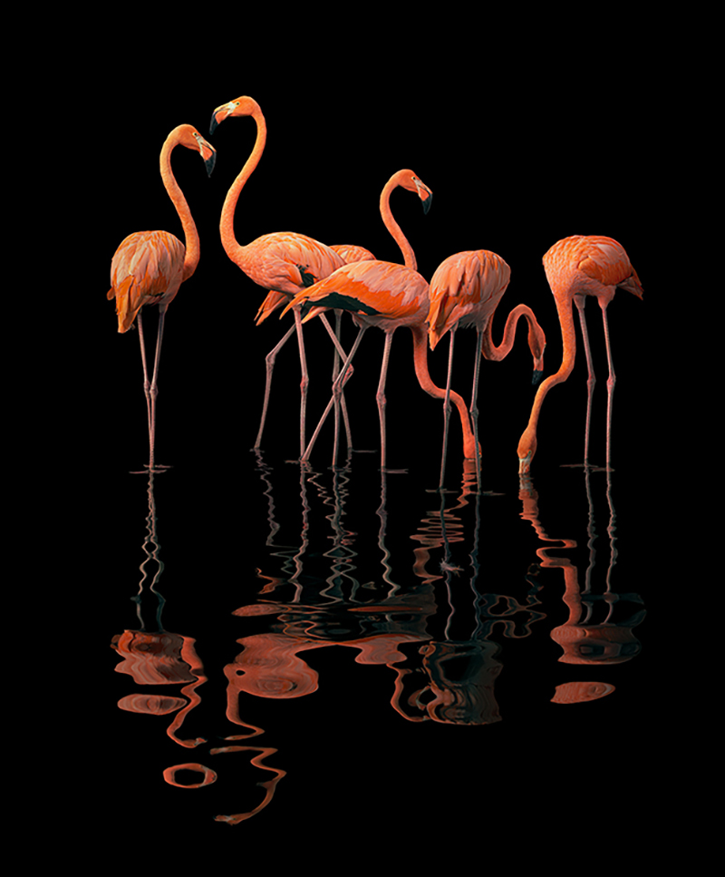 Flamboyance by Tim Flach