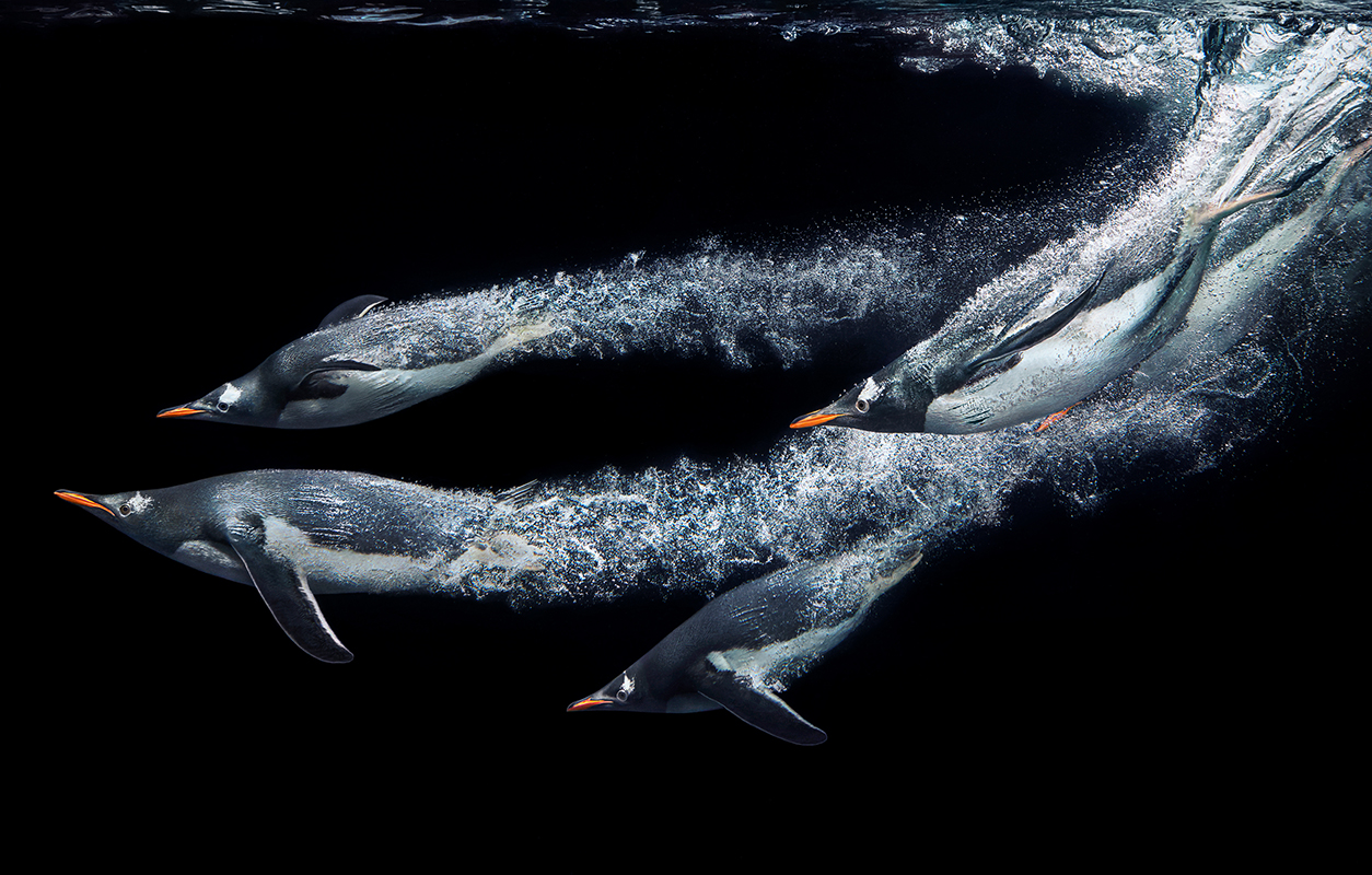 Gentoo Penguins Diving by Tim Flach