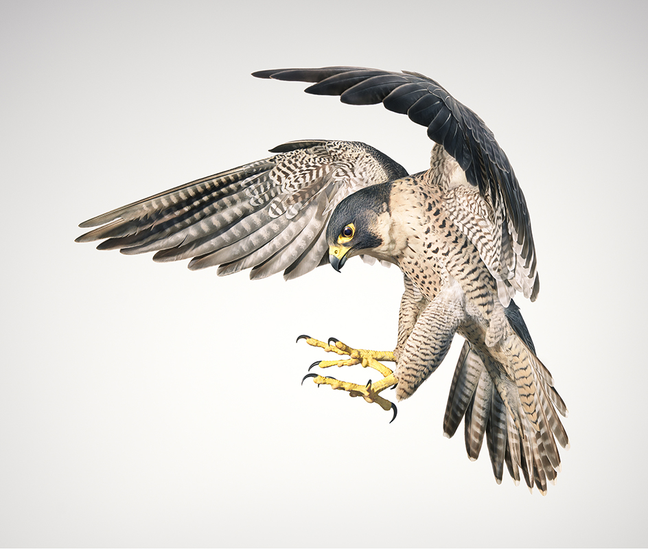 Peregrine Falcon by Tim Flach