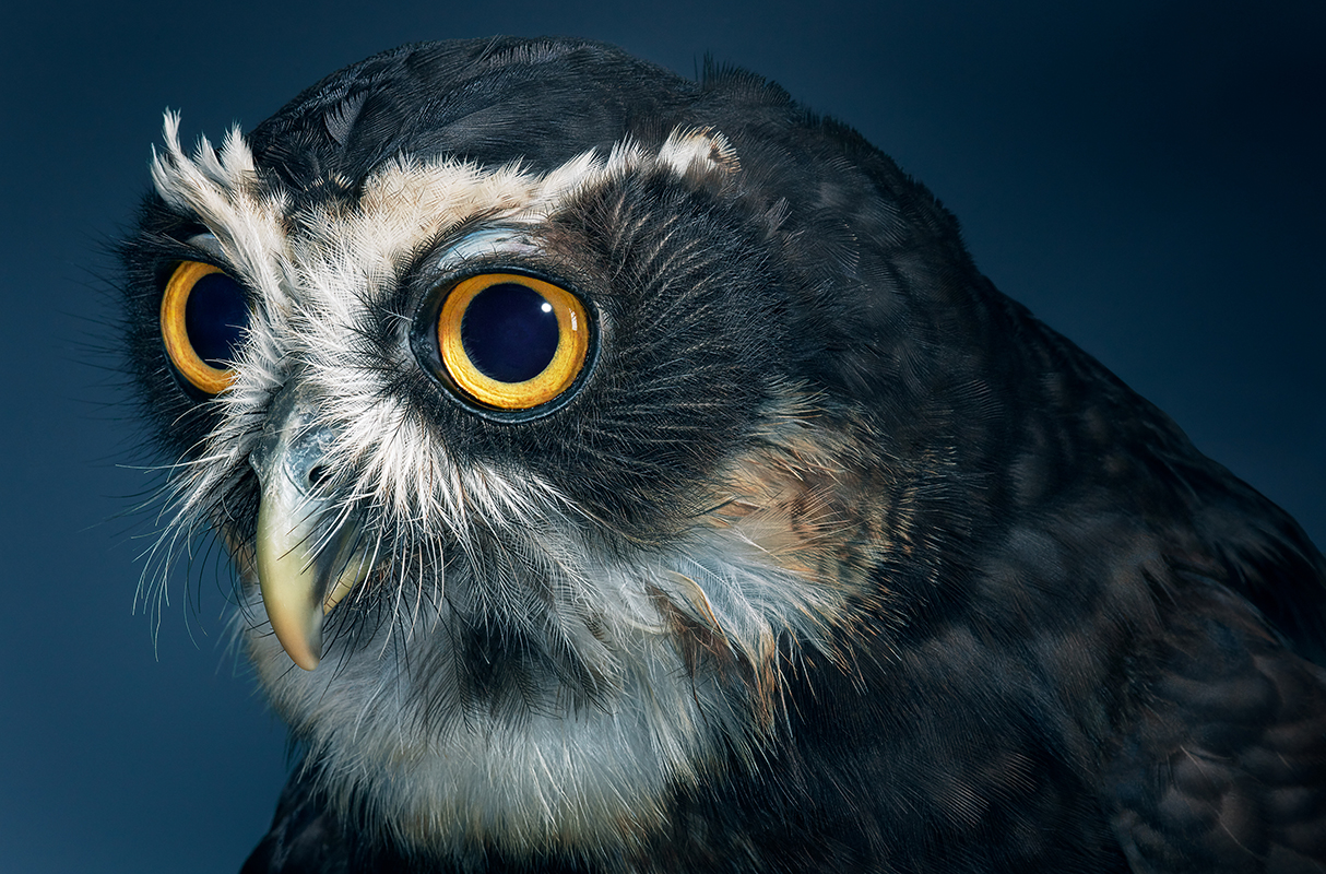 Spectacled Owl by Tim Flach