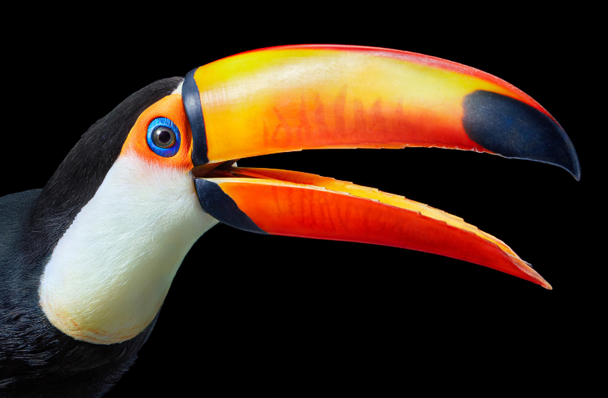 Toco Toucan by Tim Flach