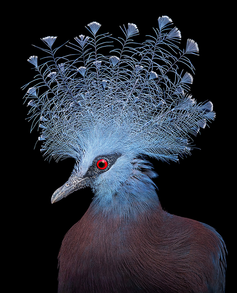 Victoria Crowned Pigeon by Tim Flach