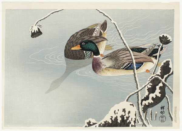 Mallards And Lotus by Ohara Koson (Shoson)