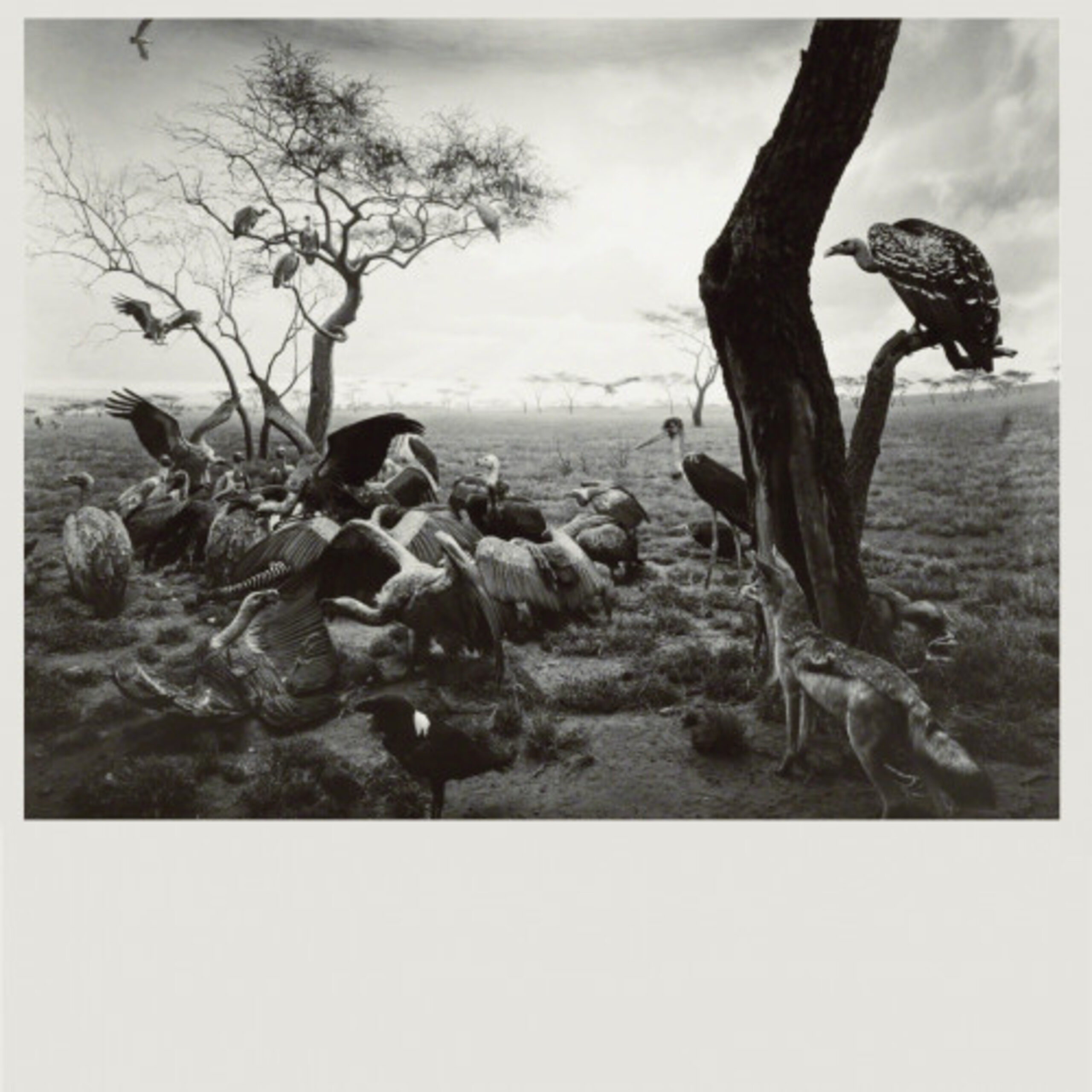 Hyena-Jackal-Vulture by Hiroshi Sugimoto