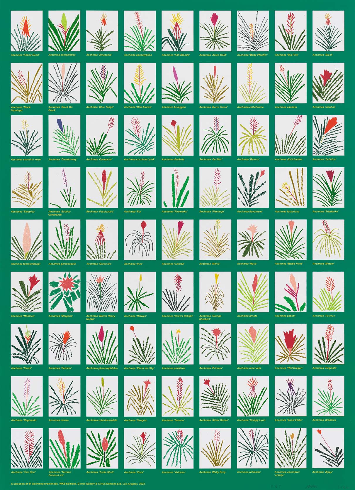 Aechmea Bromeliad Poster by Jonas Wood