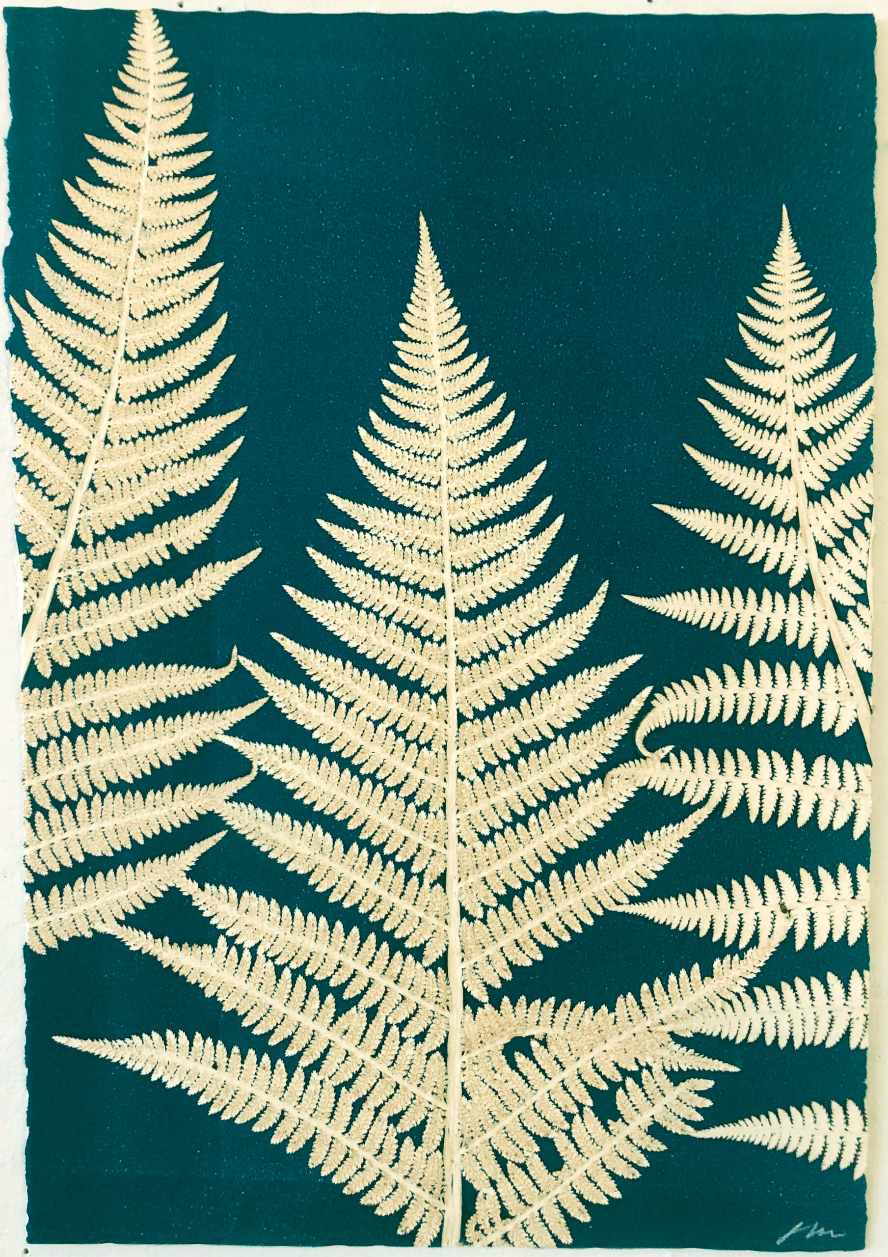 Ferns by Jennifer Marshall