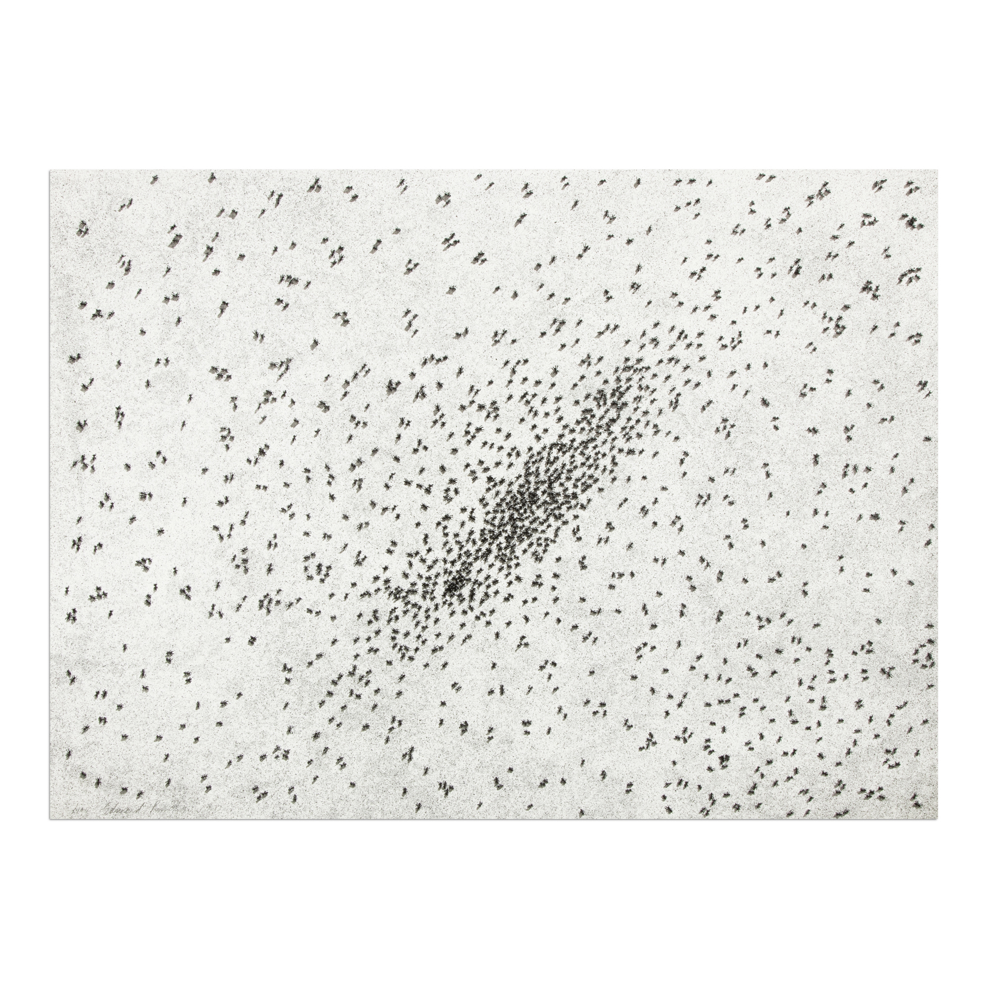 Insect Slant (Ants) by Ed Ruscha