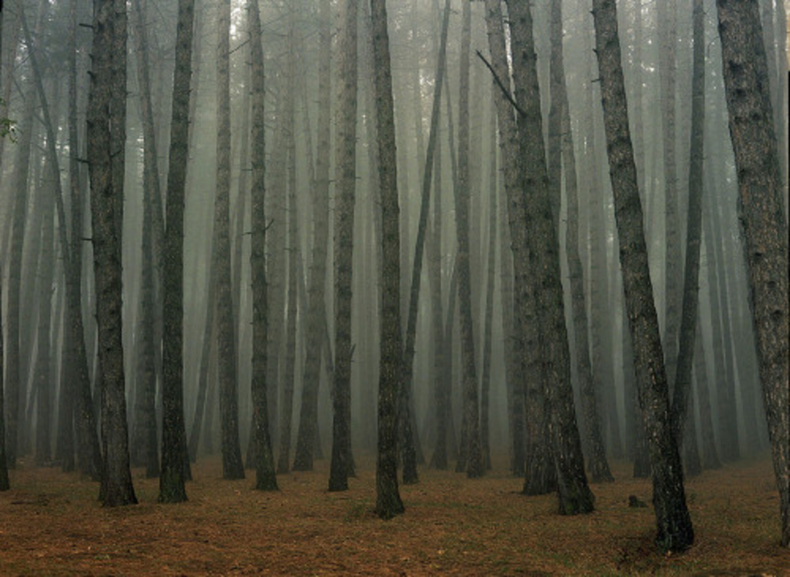 Fog in September 2 by Mariam Sitchinava