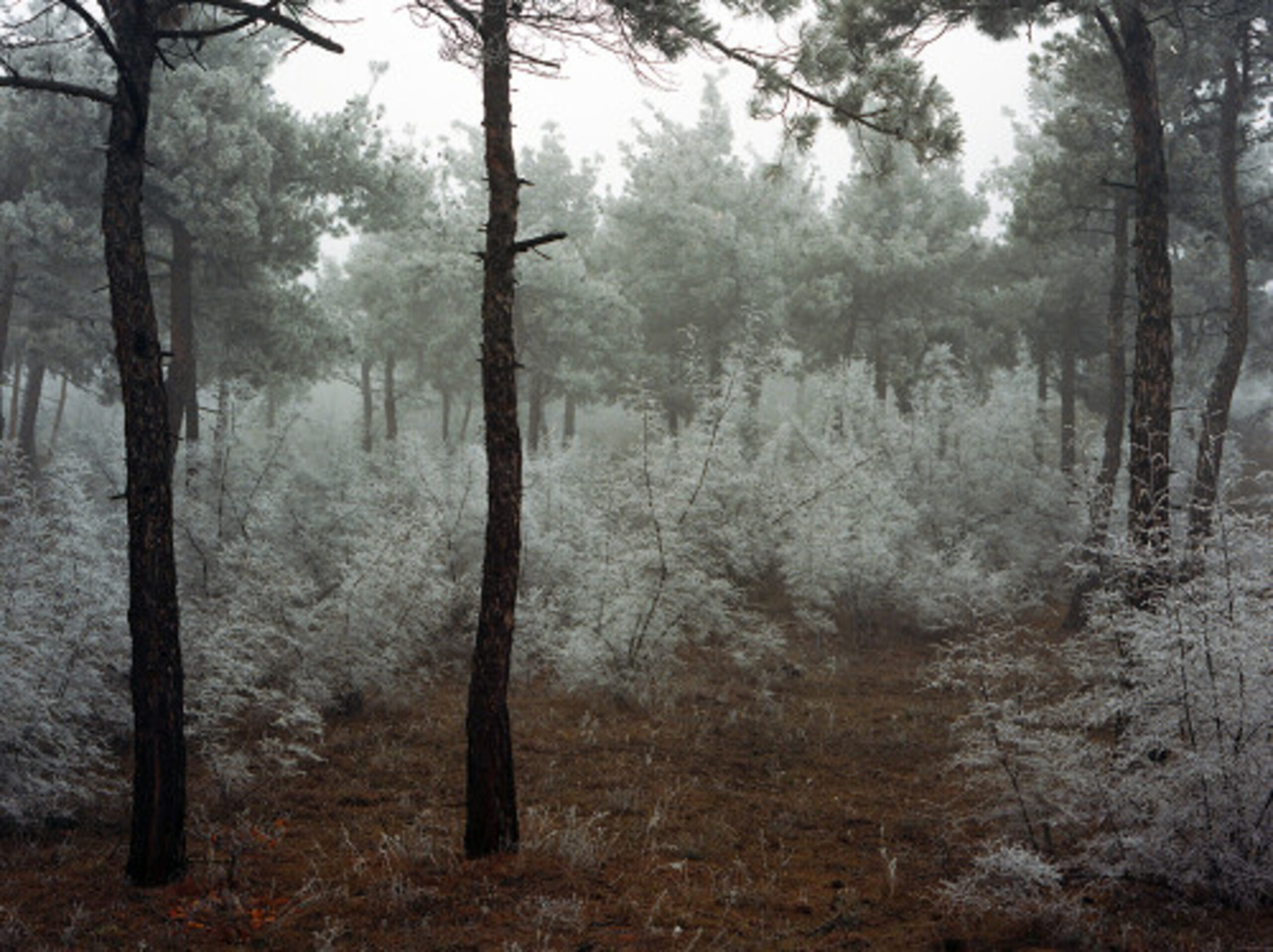 Forest. Winter 2 by Mariam Sitchinava