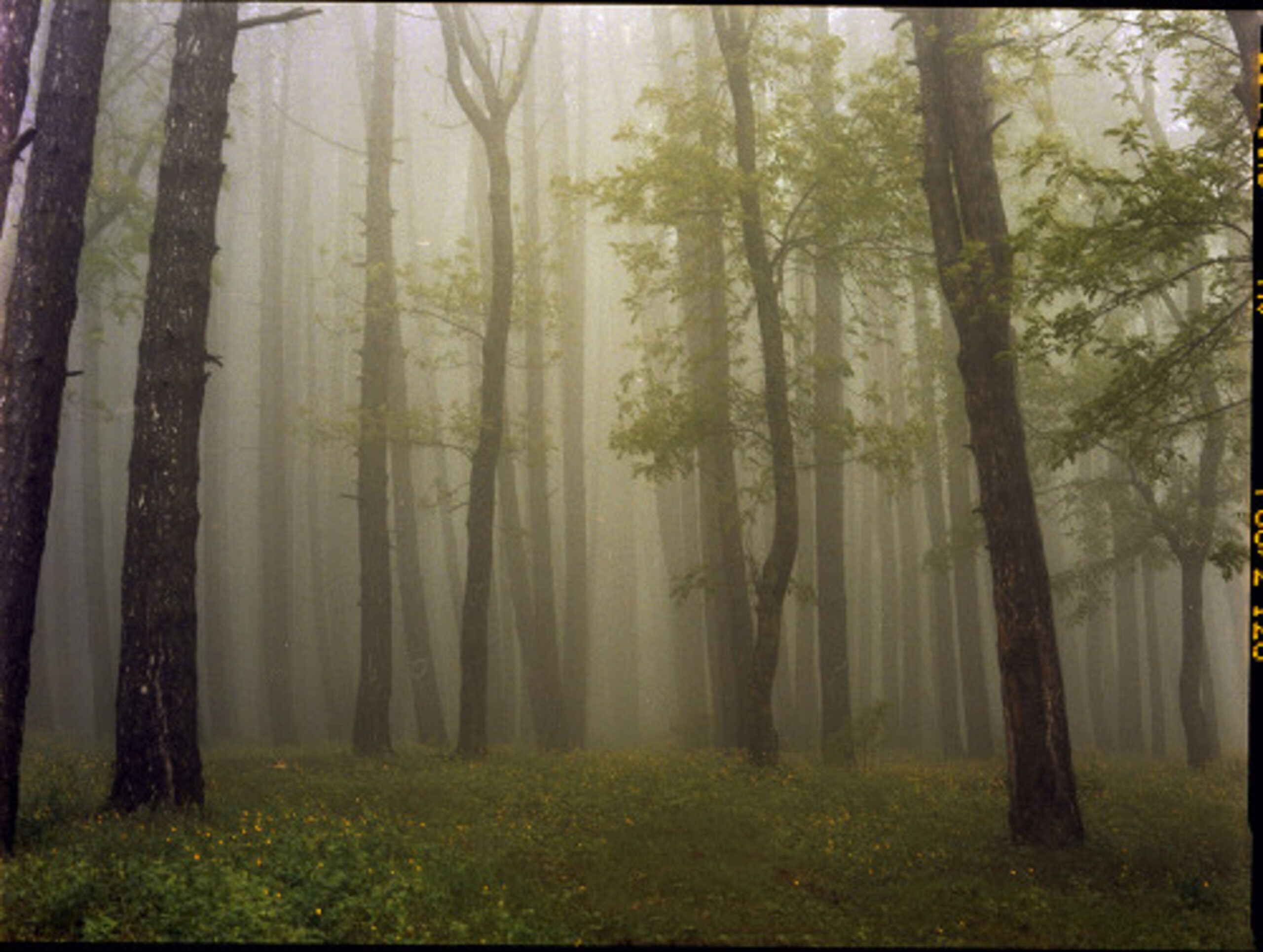 Upslope Fog in May 2 by Mariam Sitchinava