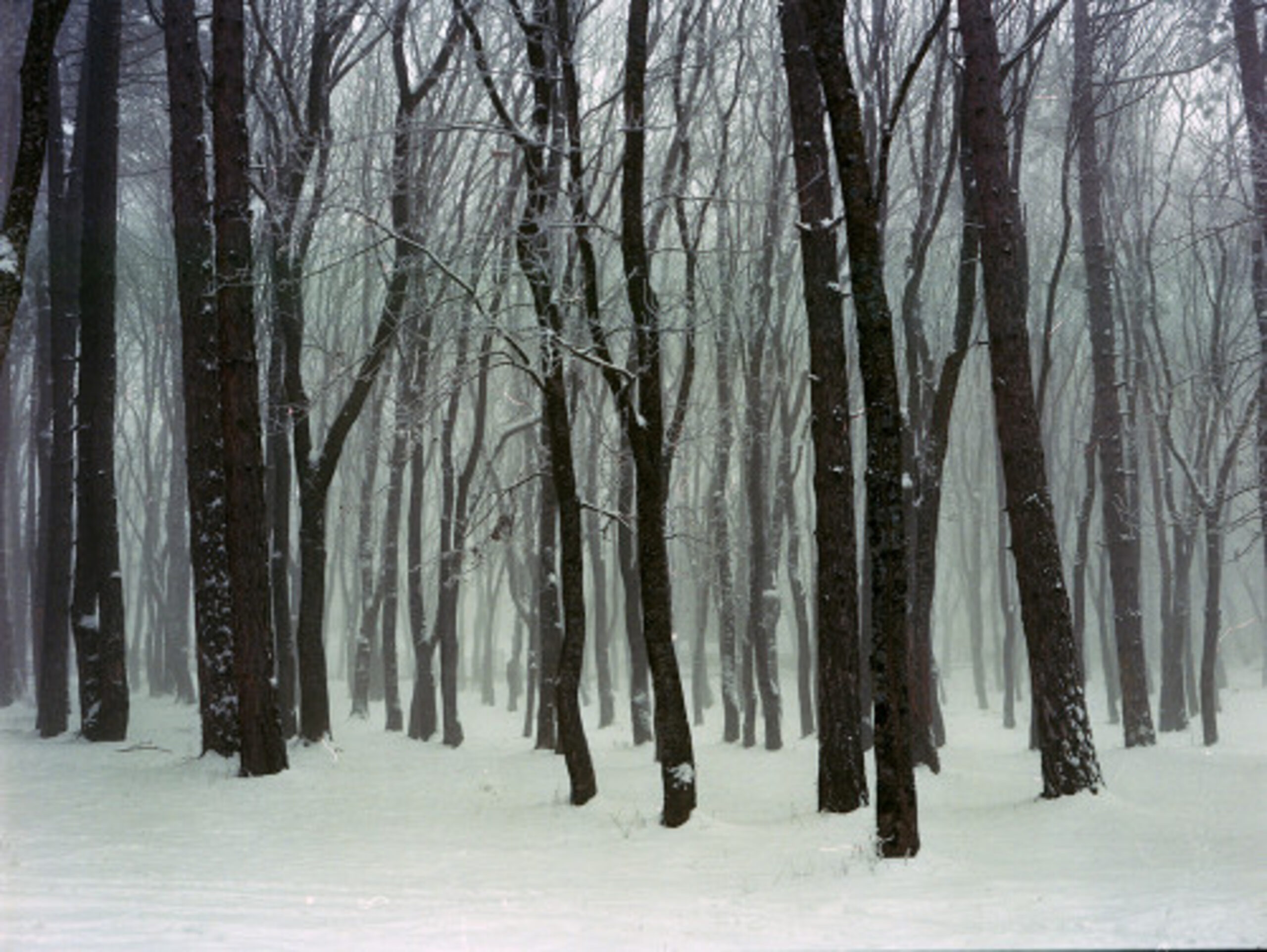 Forest. Winter by Mariam Sitchinava