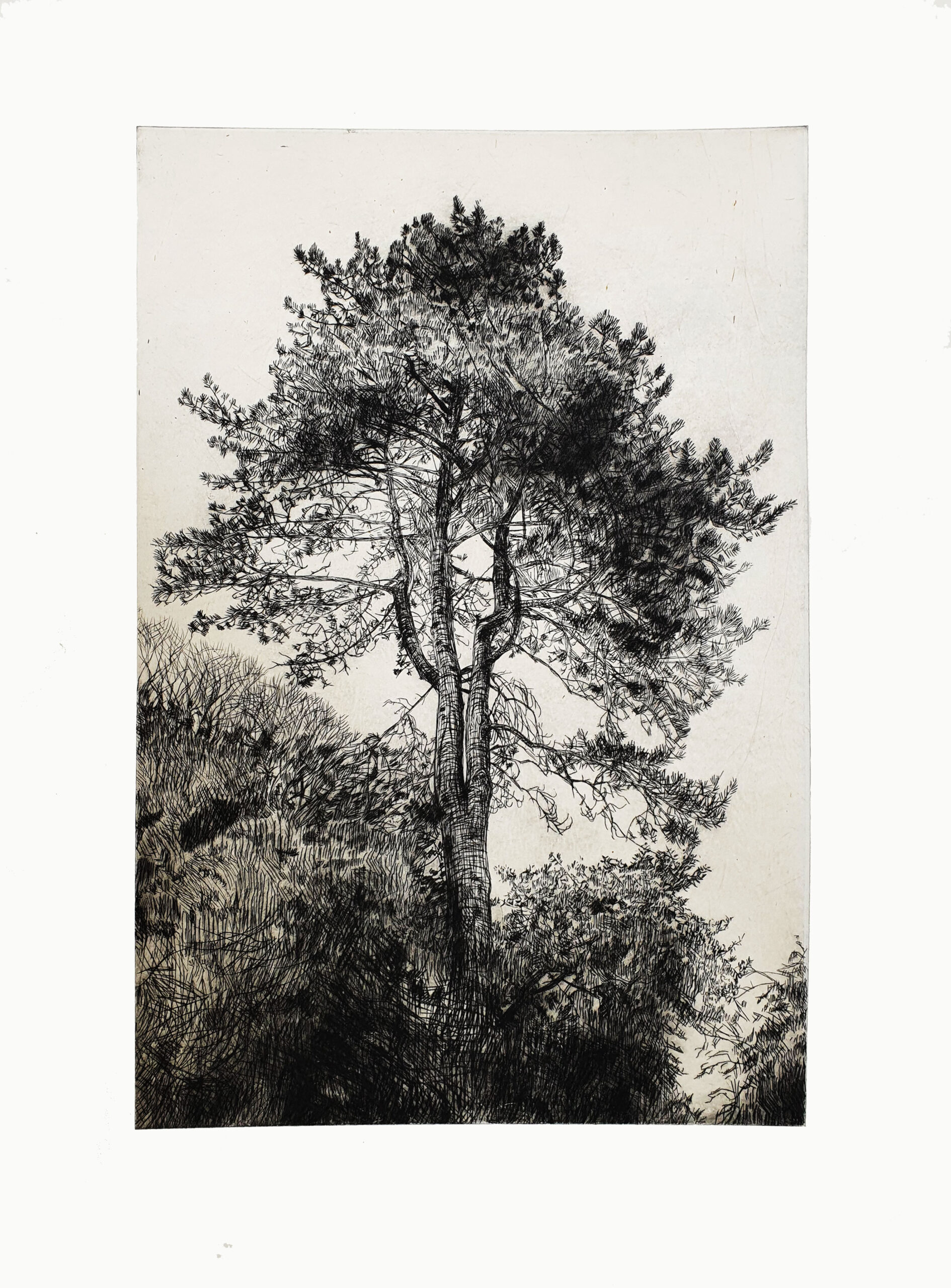 Greville Smyth Pine by Fiona Hamilton