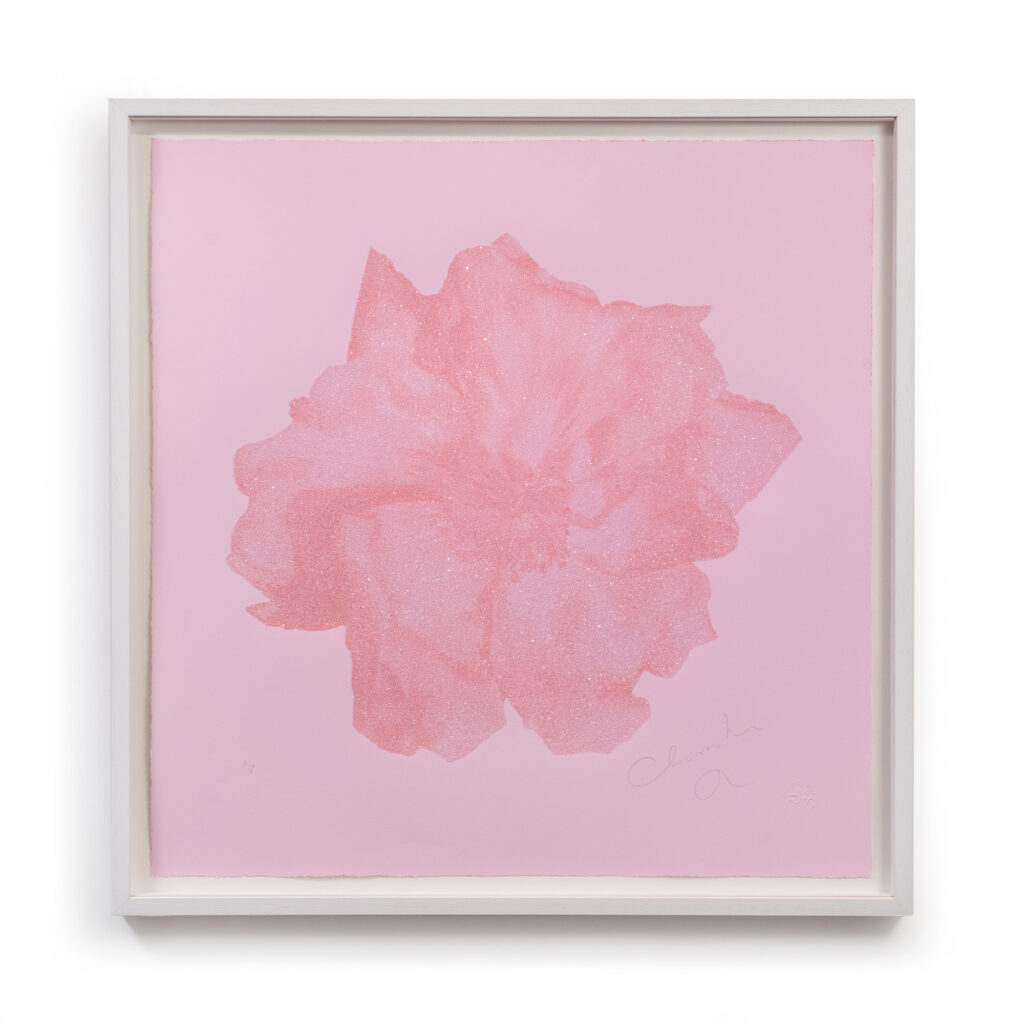 New Rose – Blush Pink by Christian Furr