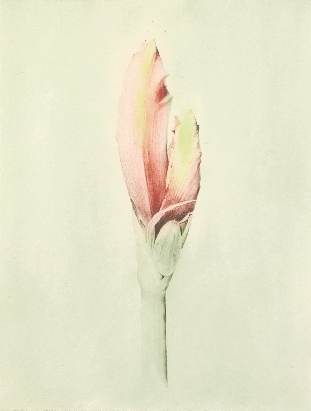 Amaryllis (color) by Joanna Webster