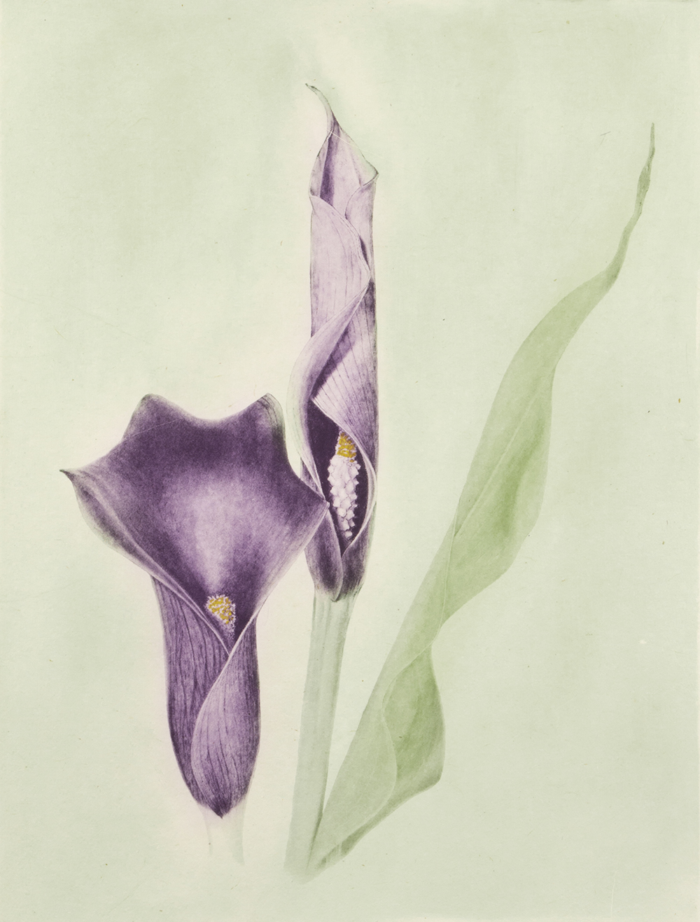 Calla (color) by Joanna Webster